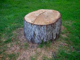 Best Tree Risk Assessment  in Sturtevant, WI