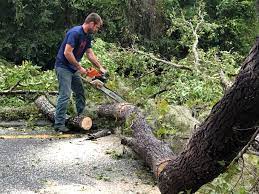  Sturtevant, WI Tree Services Pros