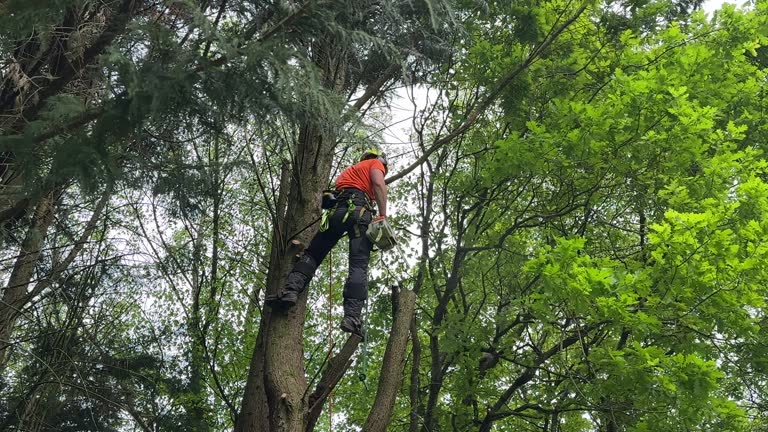 How Our Tree Care Process Works  in  Sturtevant, WI