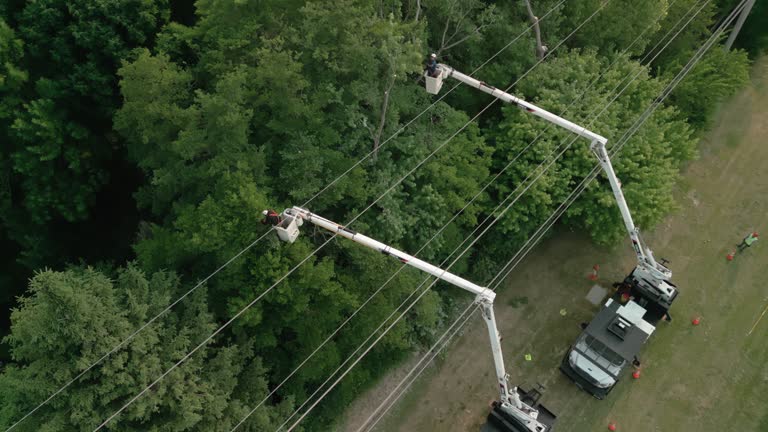 Best Tree and Shrub Care  in Sturtevant, WI