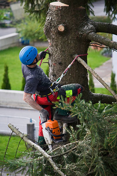Best Utility Line Clearance  in Sturtevant, WI