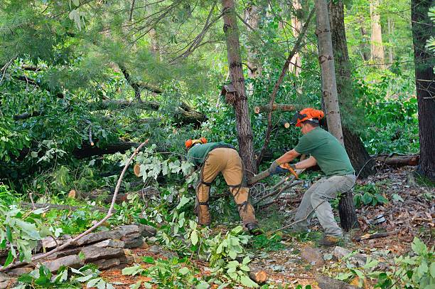 Leaf Removal in Sturtevant, WI