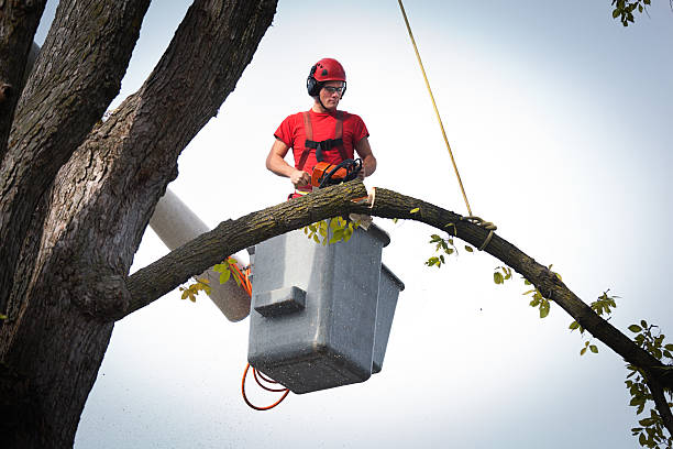 Best Leaf Removal  in Sturtevant, WI