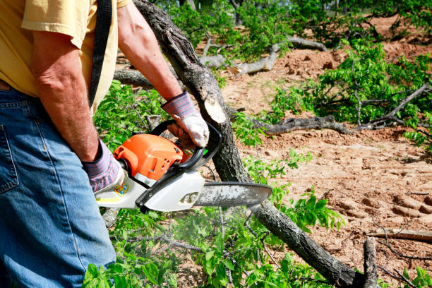 Best Aeration Services  in Sturtevant, WI